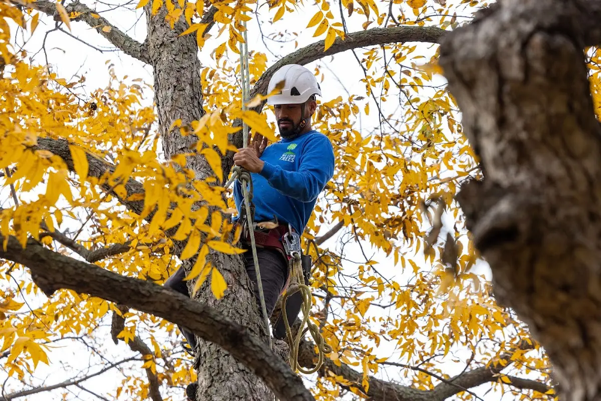 Skilled Tree Pruning crew working in New Lebanon